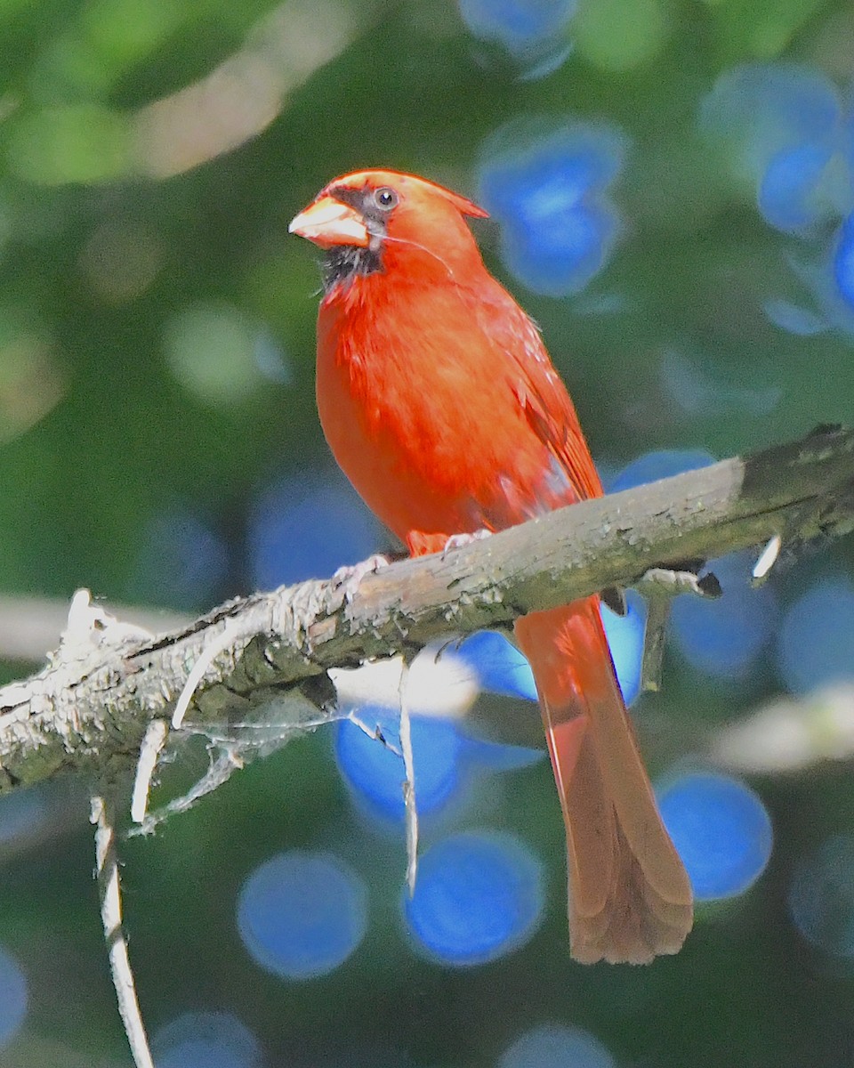 Northern Cardinal - ML622057118