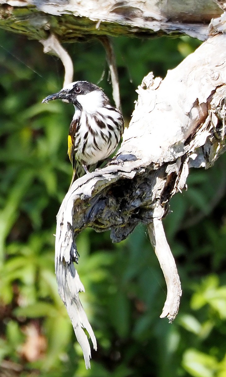 White-cheeked Honeyeater - ML622057123