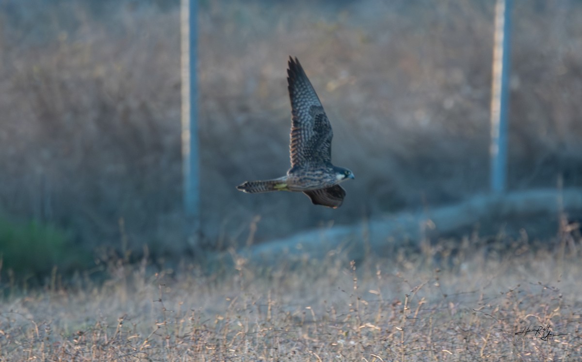 Eleonora's Falcon - HARUN RESIT UNEY