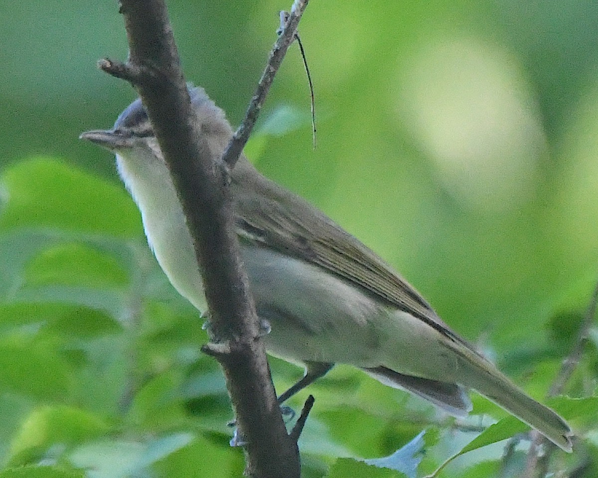 Red-eyed Vireo - ML622057131