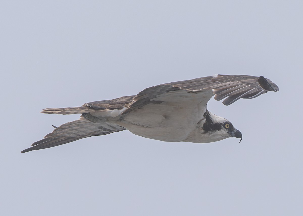 Águila Pescadora - ML622057137