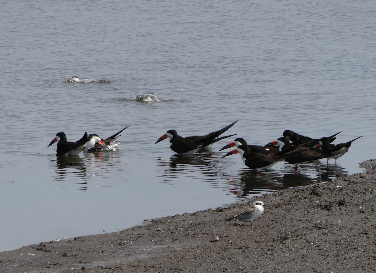 Black Skimmer - ML622057139