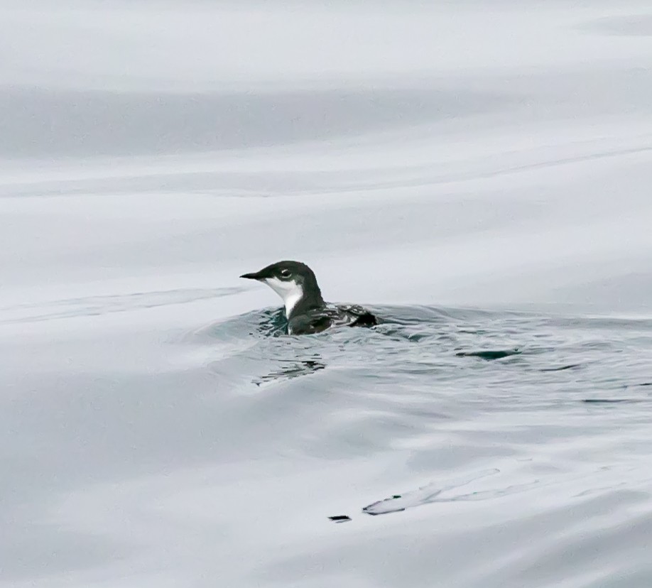 Scripps's Murrelet - ML622057140