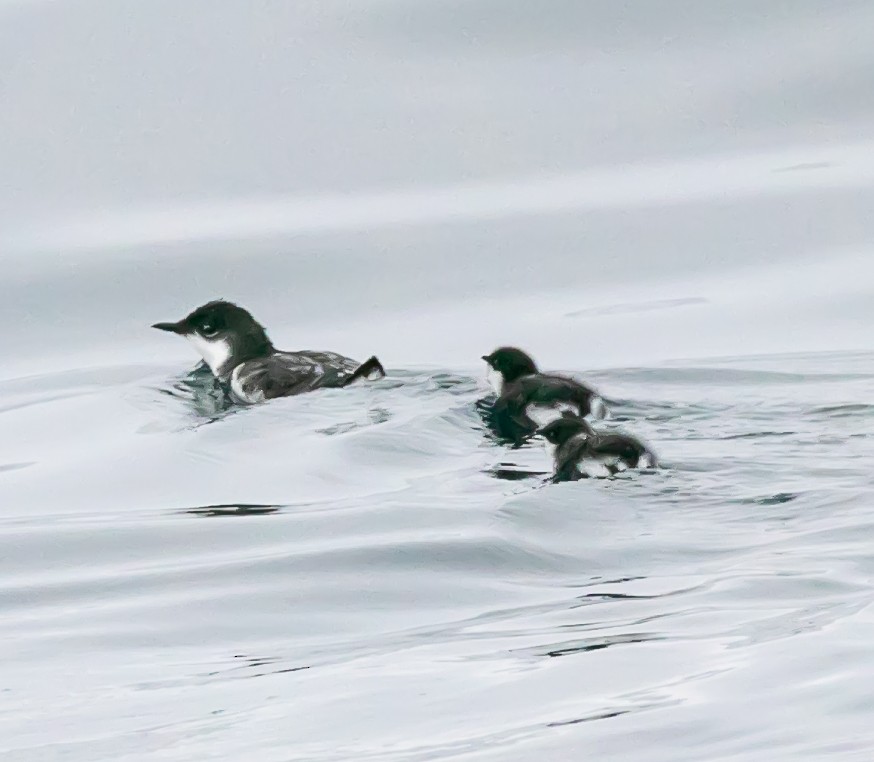 Scripps's Murrelet - Damon Haan