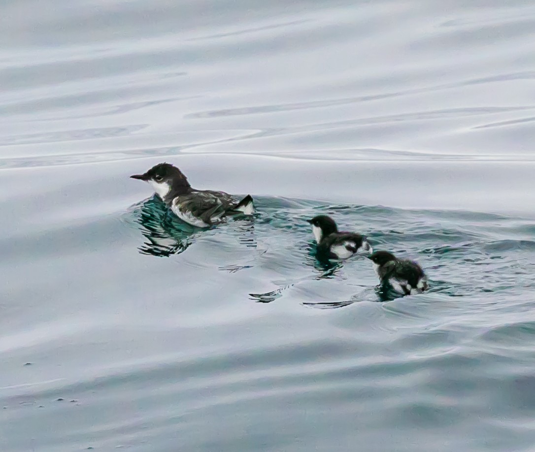 Scripps's Murrelet - ML622057142