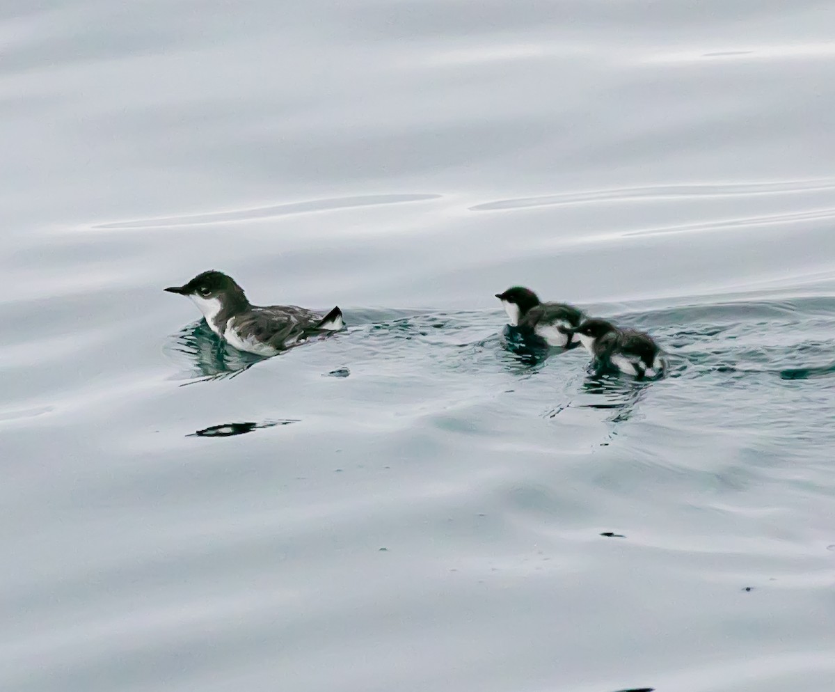 Scripps's Murrelet - ML622057143