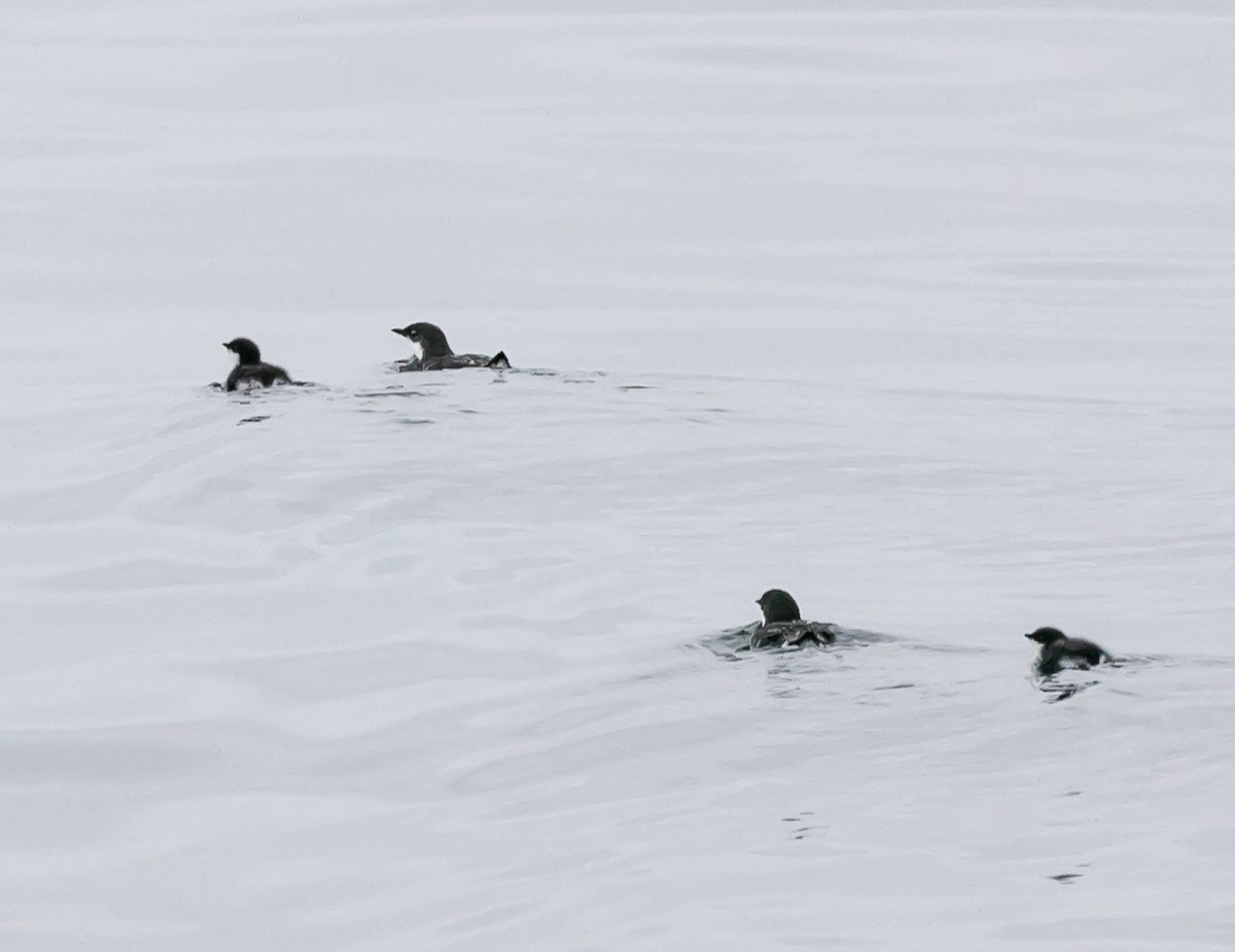 Scripps's Murrelet - ML622057144