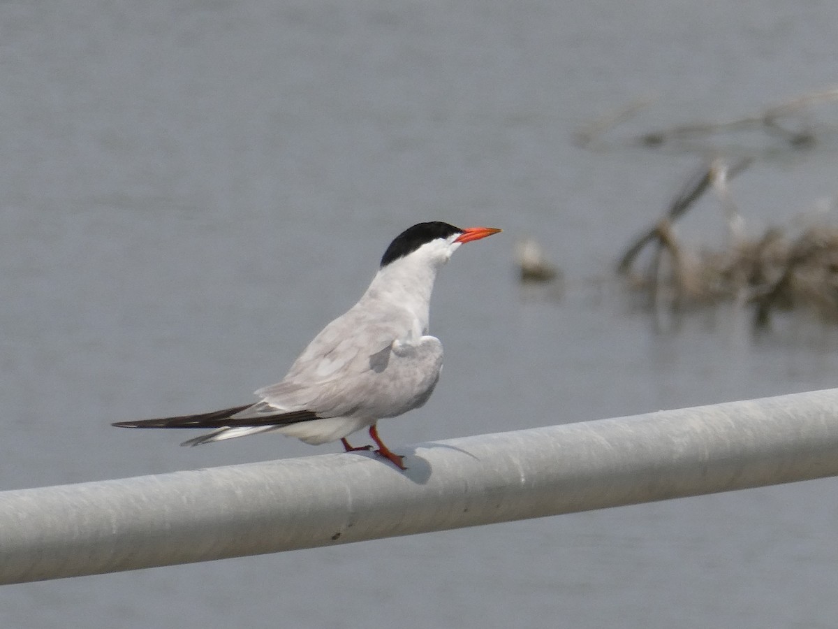 Common Tern - Ron Schlegel