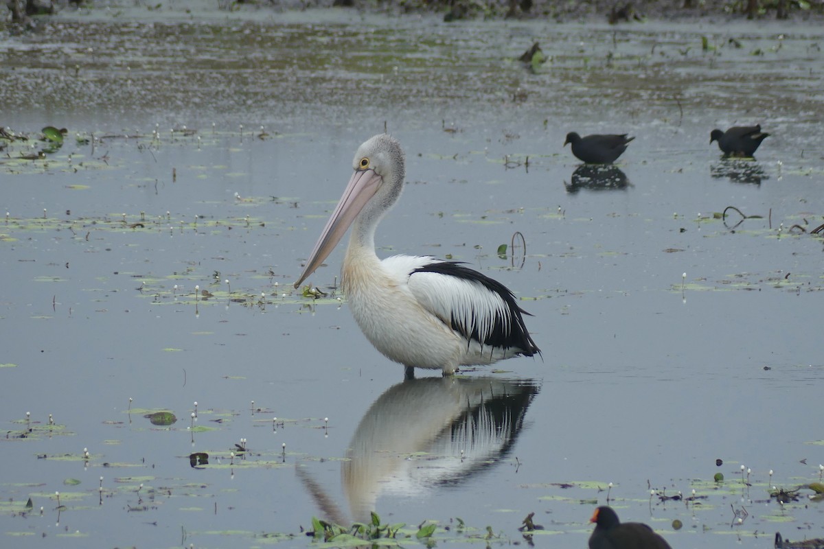 Australian Pelican - ML622057149