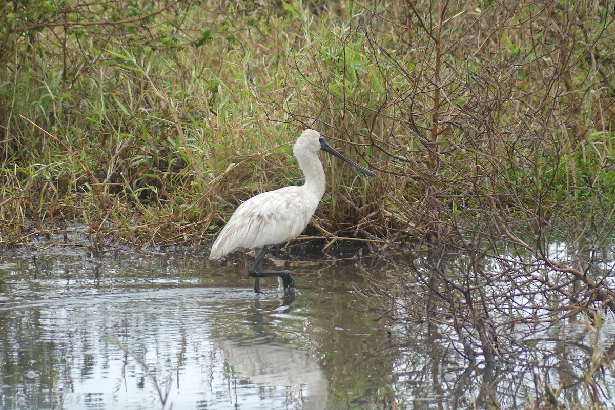 Royal Spoonbill - ML622057150