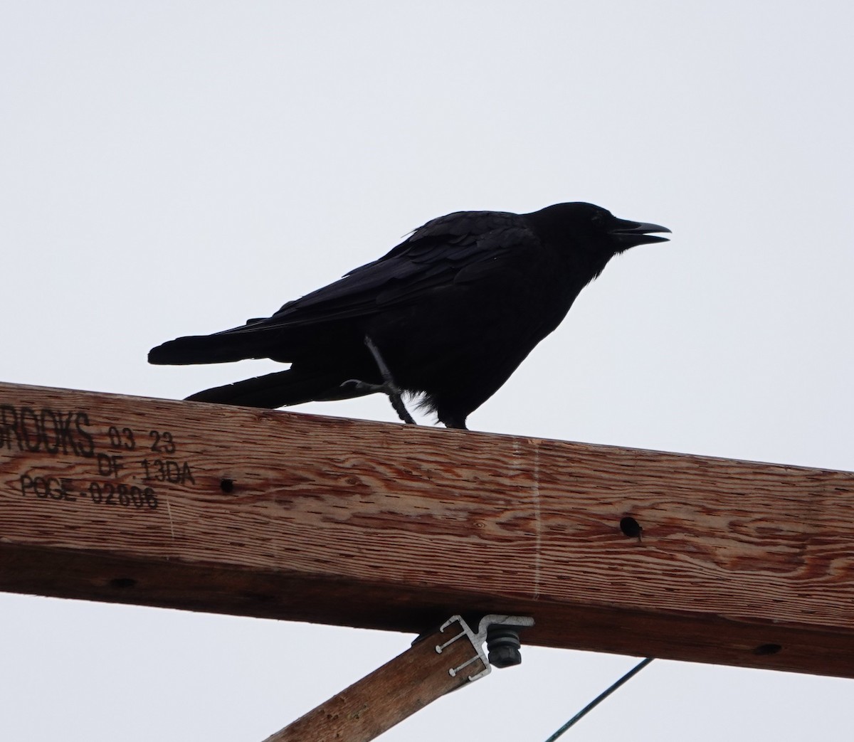 American Crow - Denis Dujardin