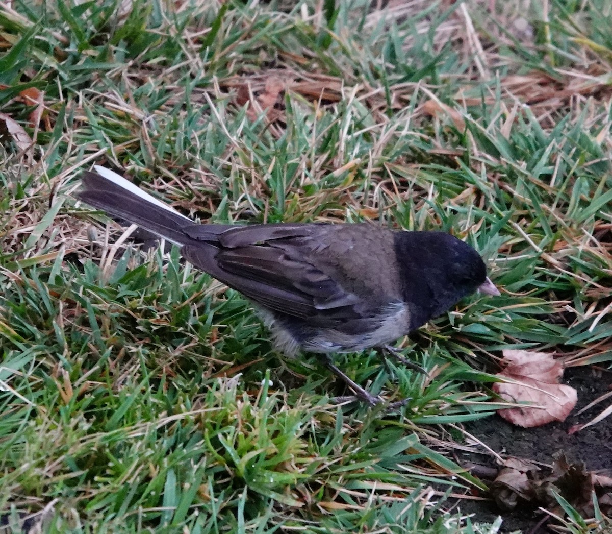 Dark-eyed Junco (Oregon) - ML622057153