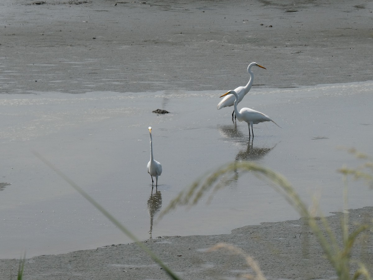 Great Egret - Ron Schlegel