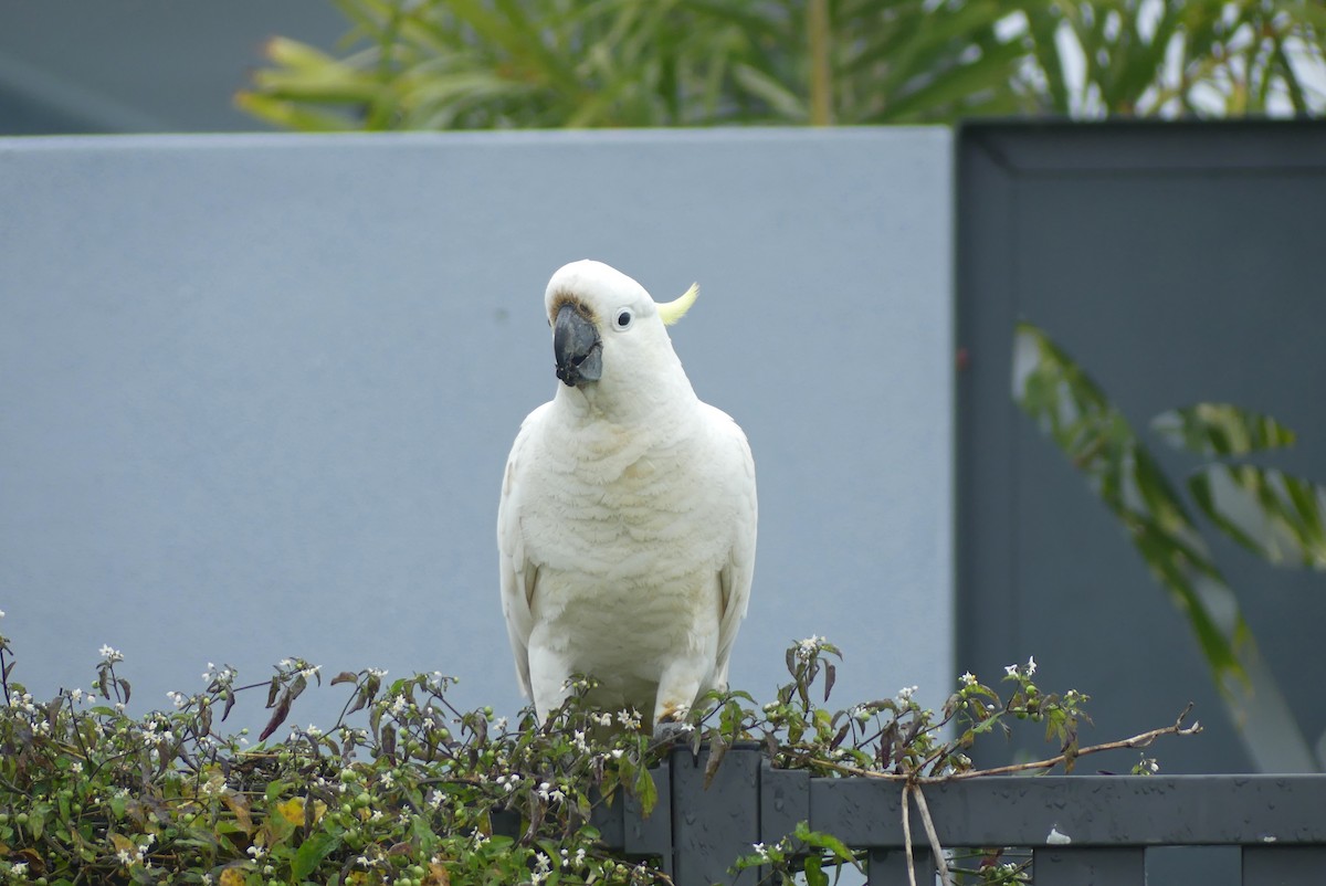 Sulphur-crested Cockatoo - Ray Turnbull