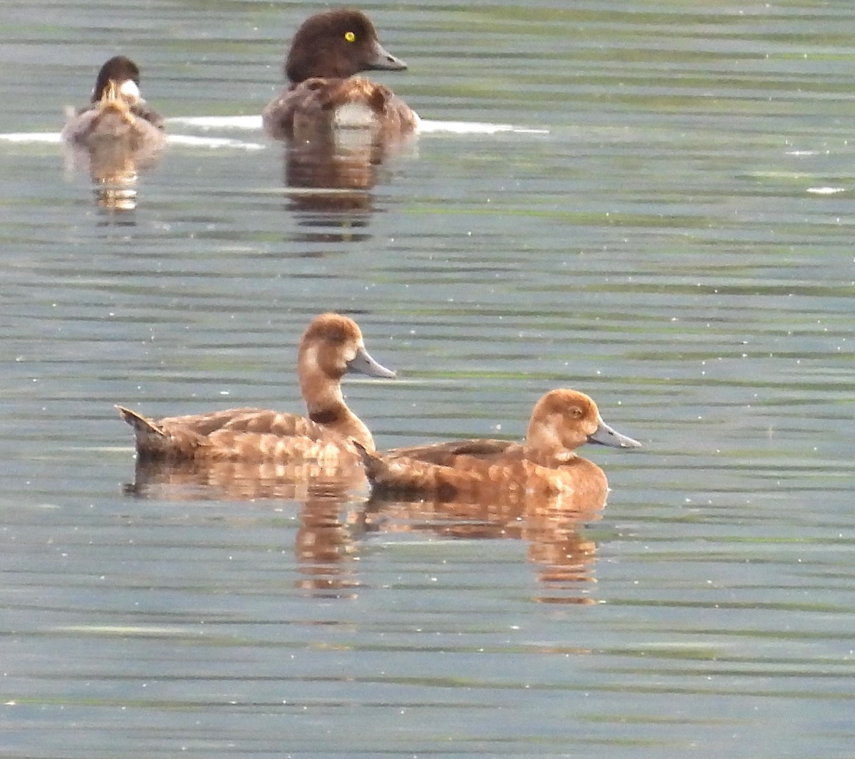 Lesser Scaup - ML622057162