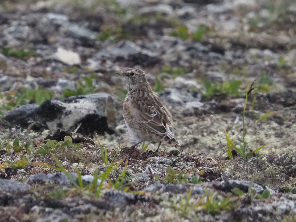 Horned Lark - Robert Kemper