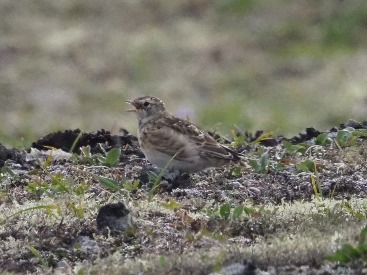 Horned Lark - ML622057168