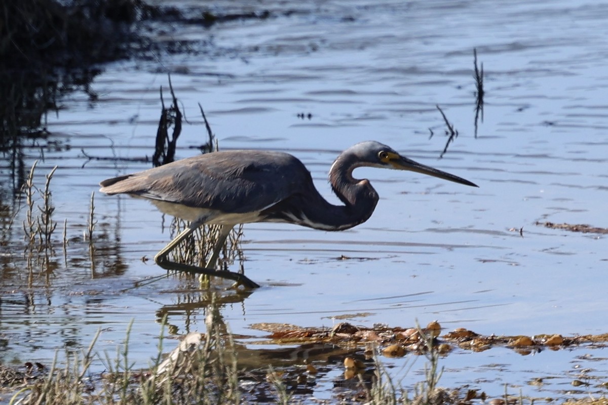 Tricolored Heron - ML622057172