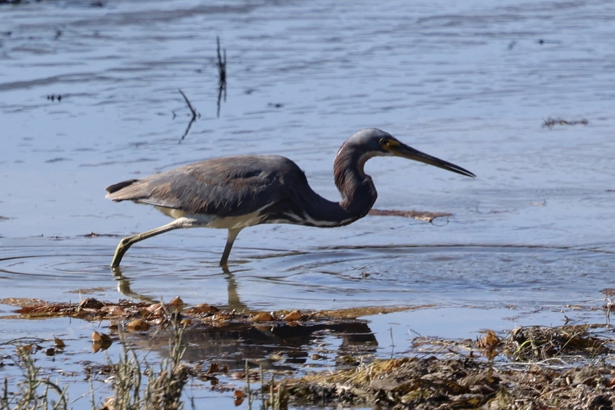 Tricolored Heron - ML622057173