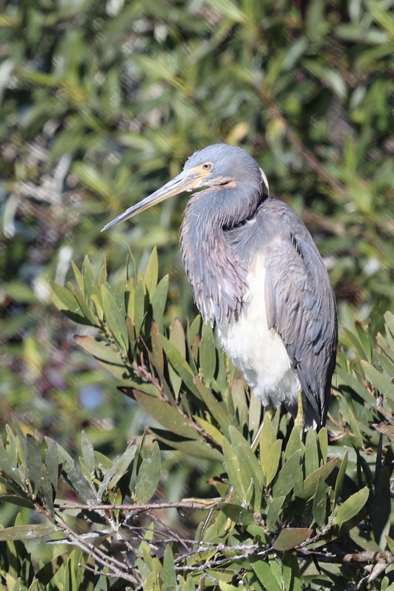 Tricolored Heron - ML622057174