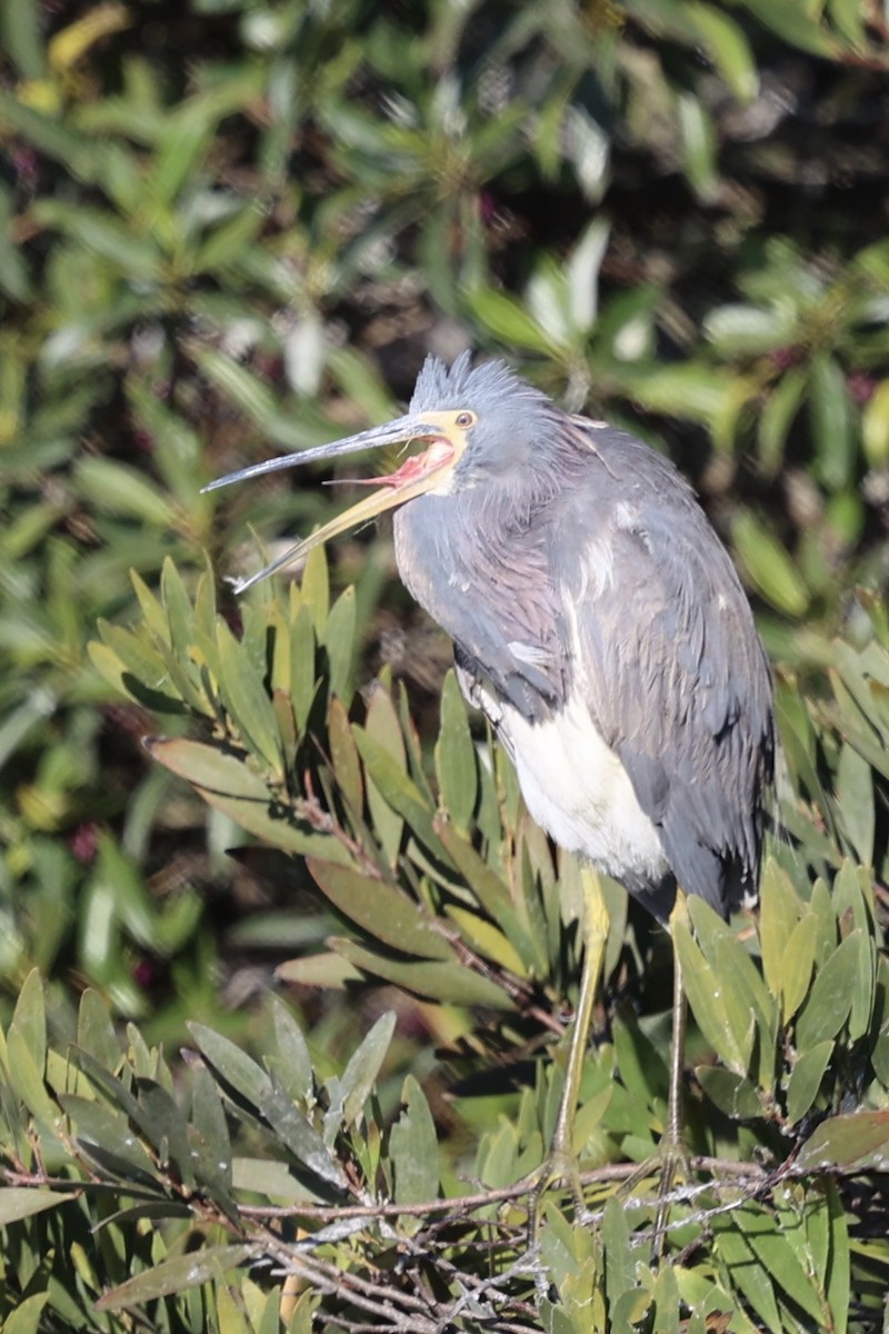 Tricolored Heron - Ann Stockert