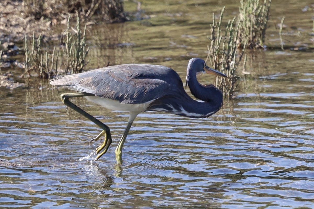 Tricolored Heron - ML622057176