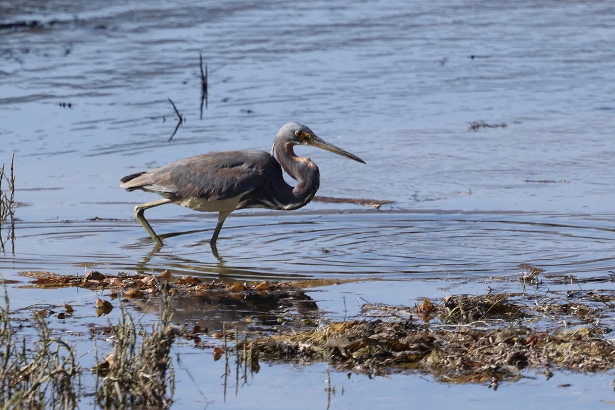 Tricolored Heron - ML622057177