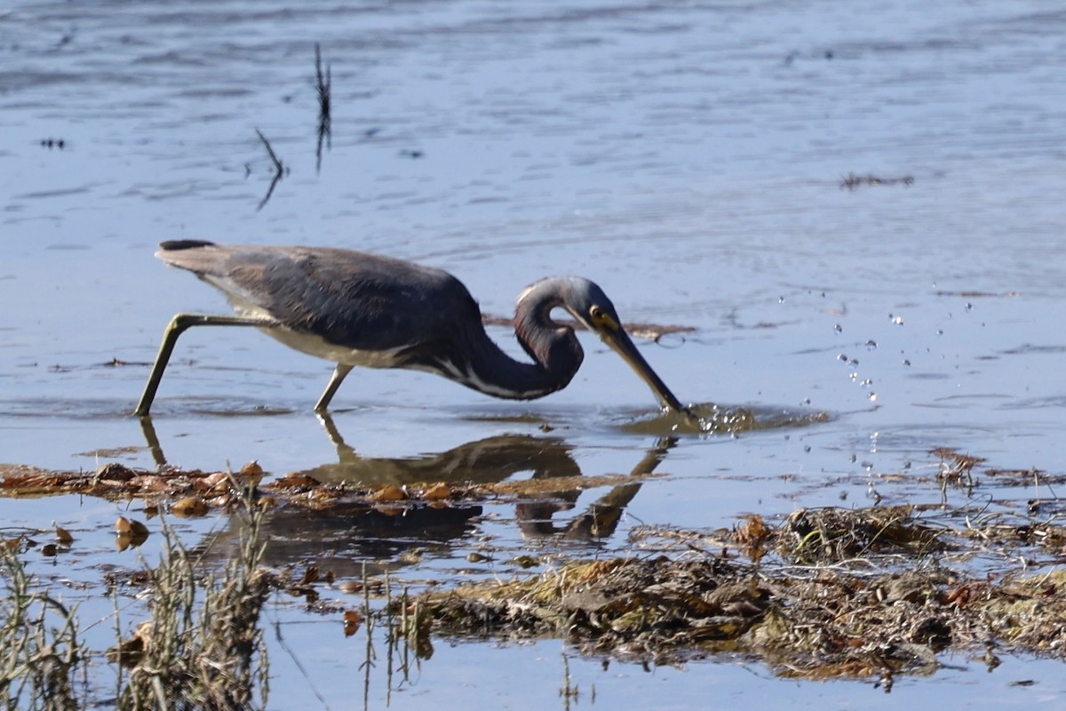 Tricolored Heron - ML622057178