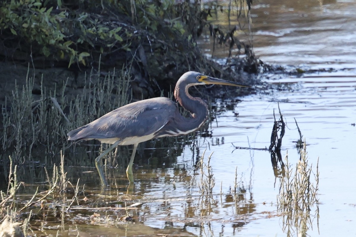 Tricolored Heron - ML622057179