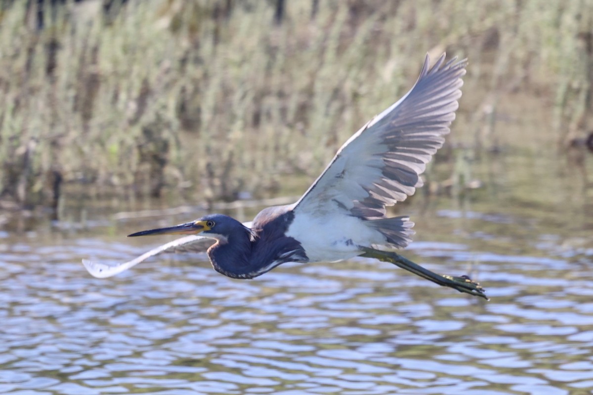 Tricolored Heron - Ann Stockert