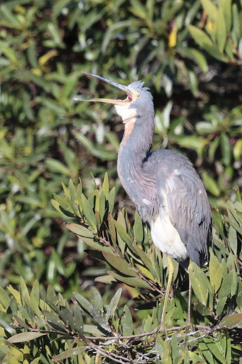 Tricolored Heron - ML622057181