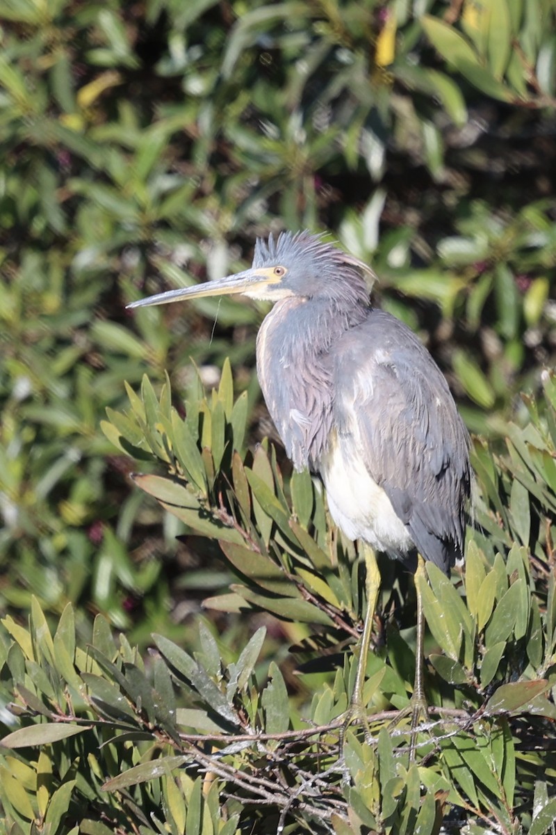 Tricolored Heron - ML622057182