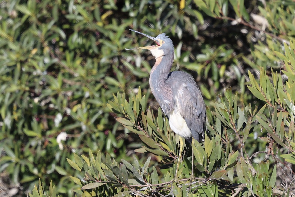 Tricolored Heron - ML622057183