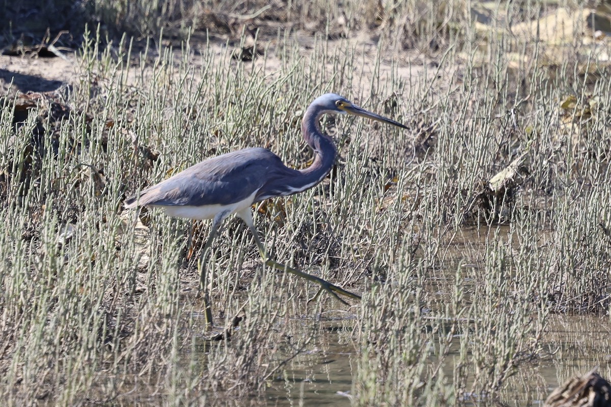 Tricolored Heron - ML622057184