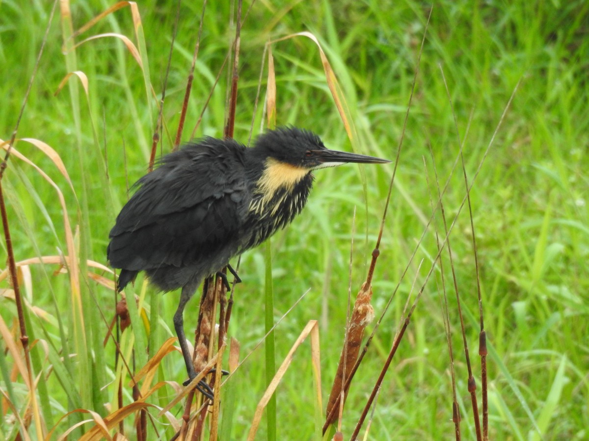 Black Bittern - ML622057191