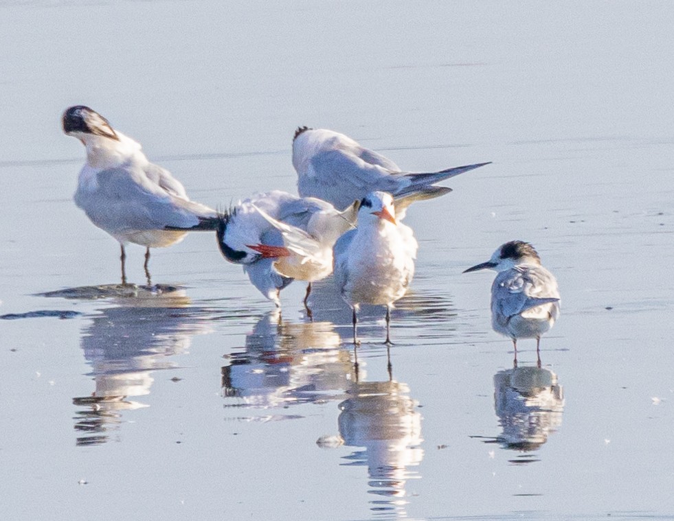 Elegant Tern - ML622057192