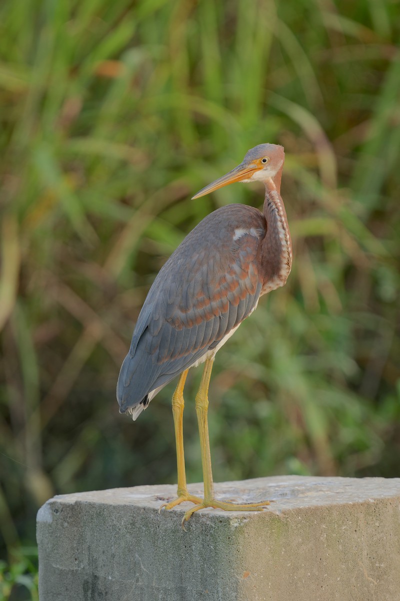 Tricolored Heron - ML622057215