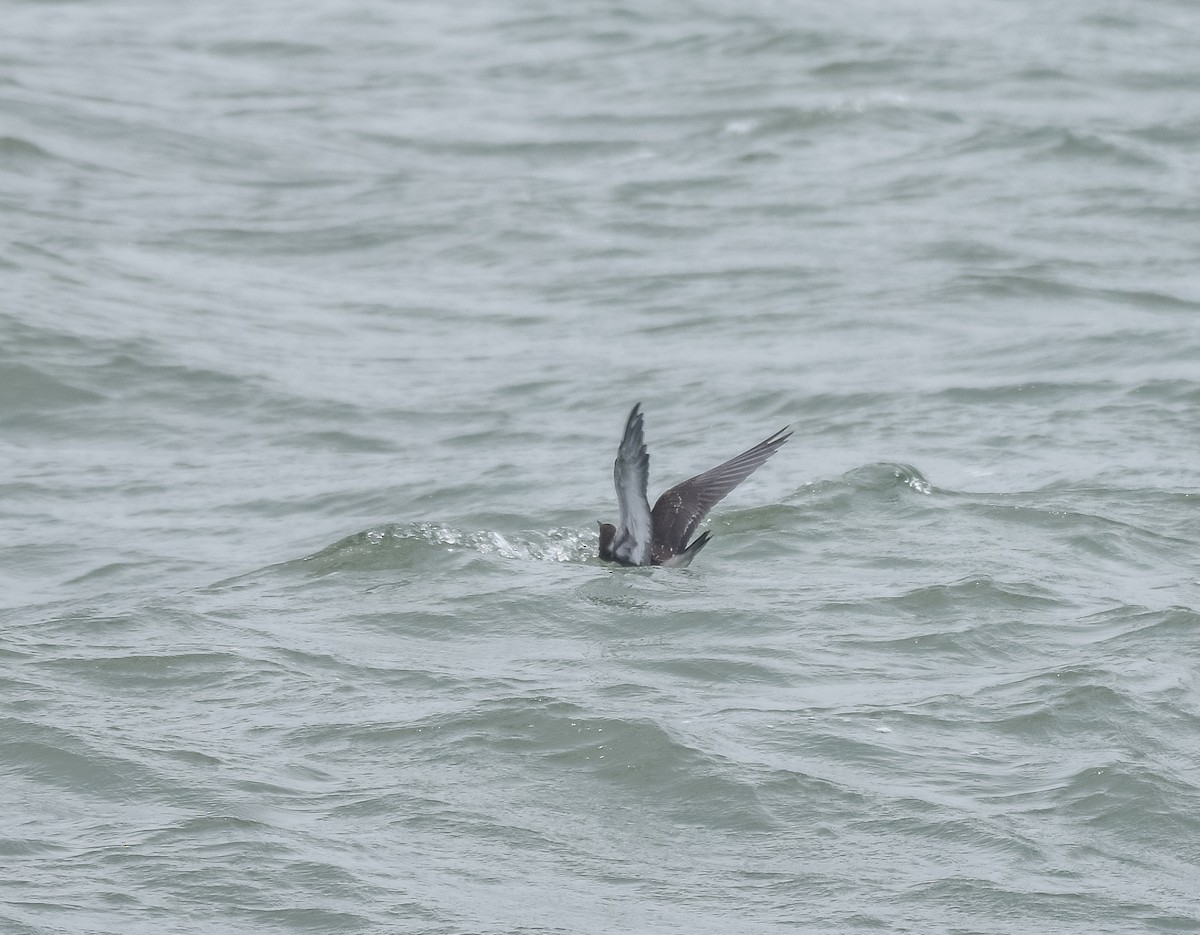 Sooty Tern - ML622057219