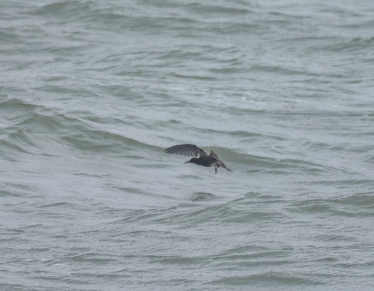 Sooty Tern - ML622057220