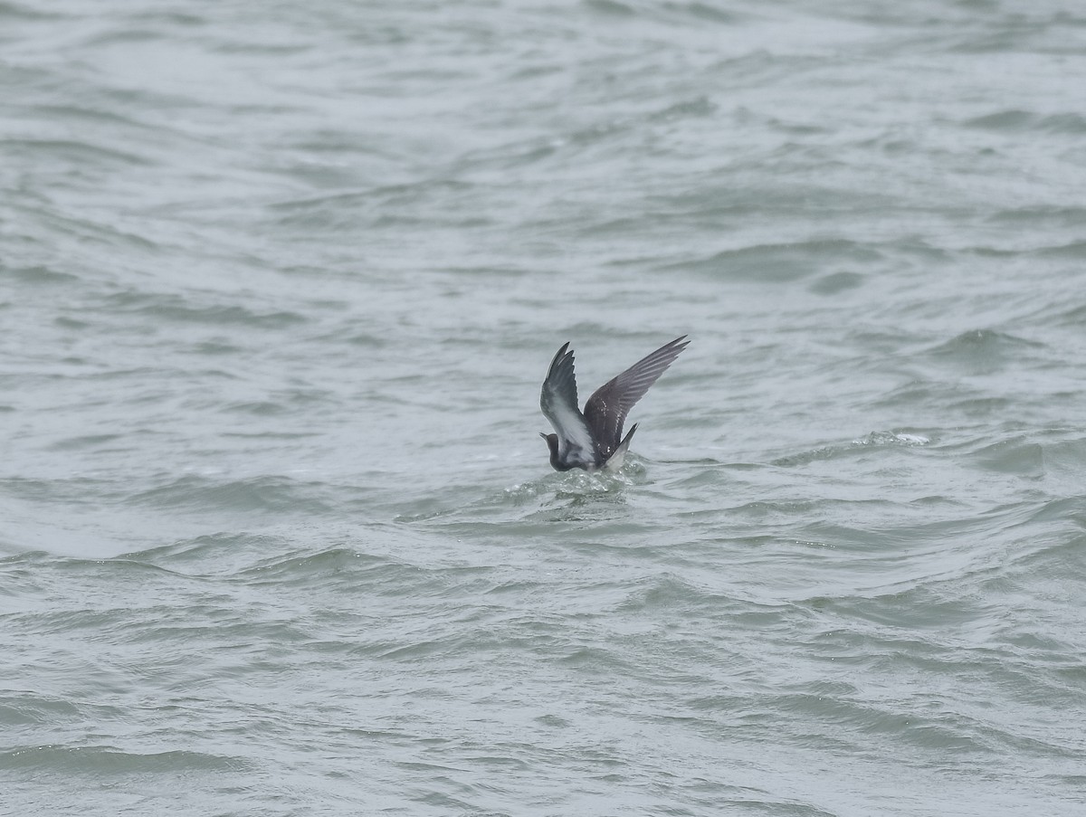 Sooty Tern - ML622057221