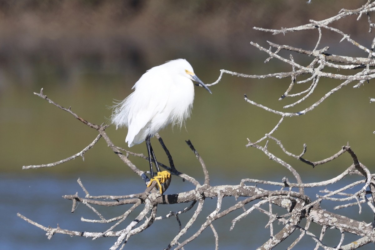 Snowy Egret - ML622057231