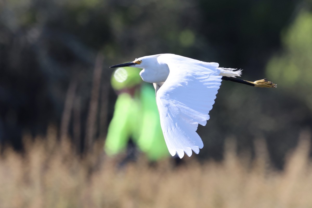 Snowy Egret - ML622057232