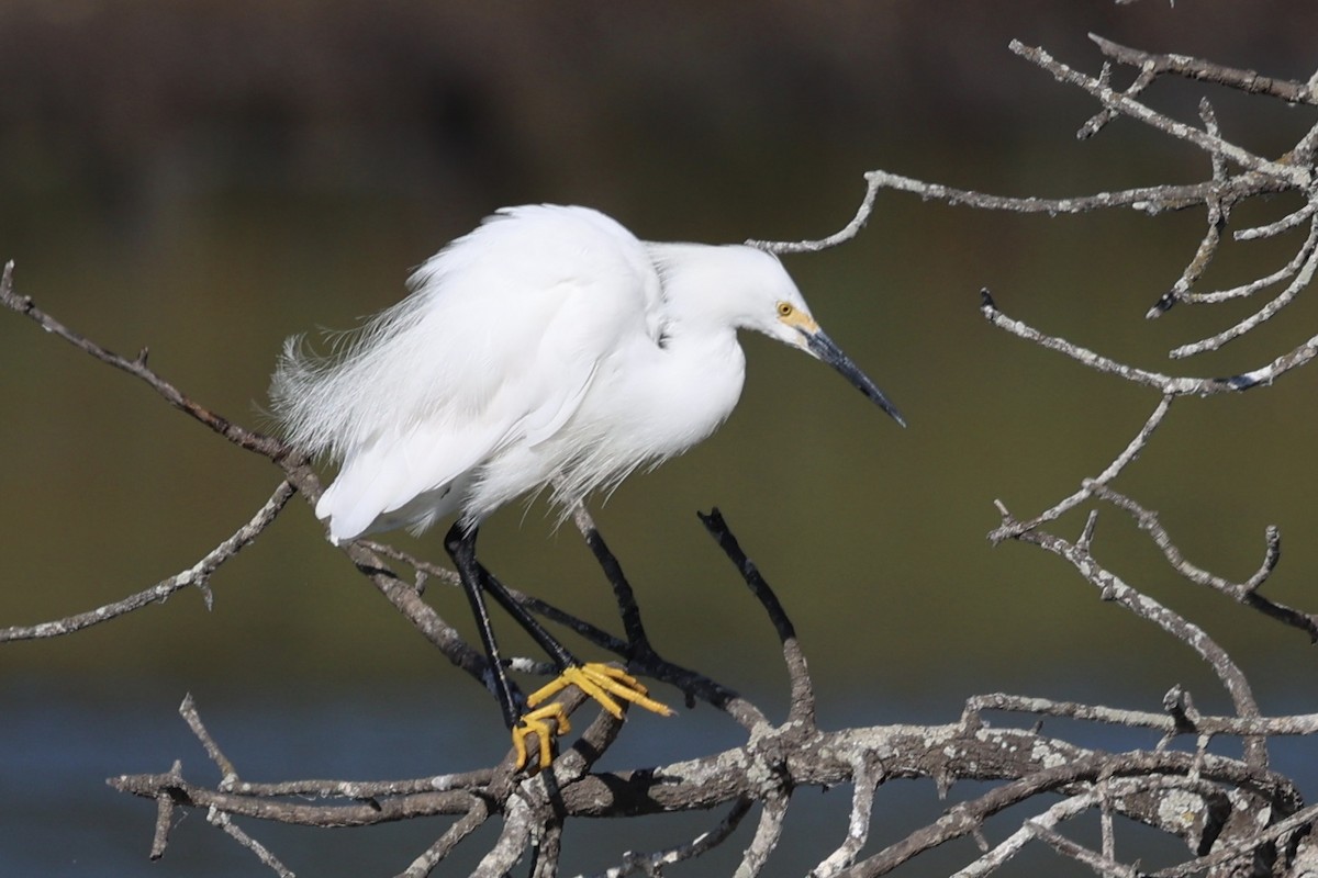 Snowy Egret - ML622057233