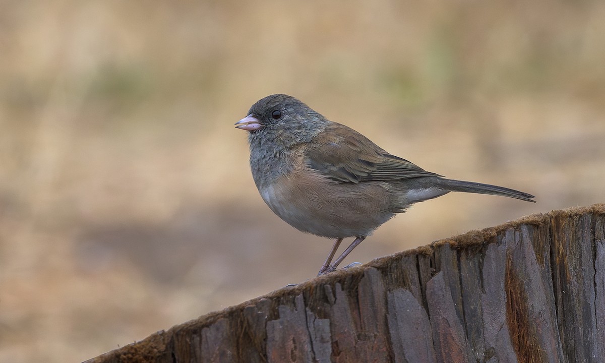 Dark-eyed Junco (Oregon) - ML622057239