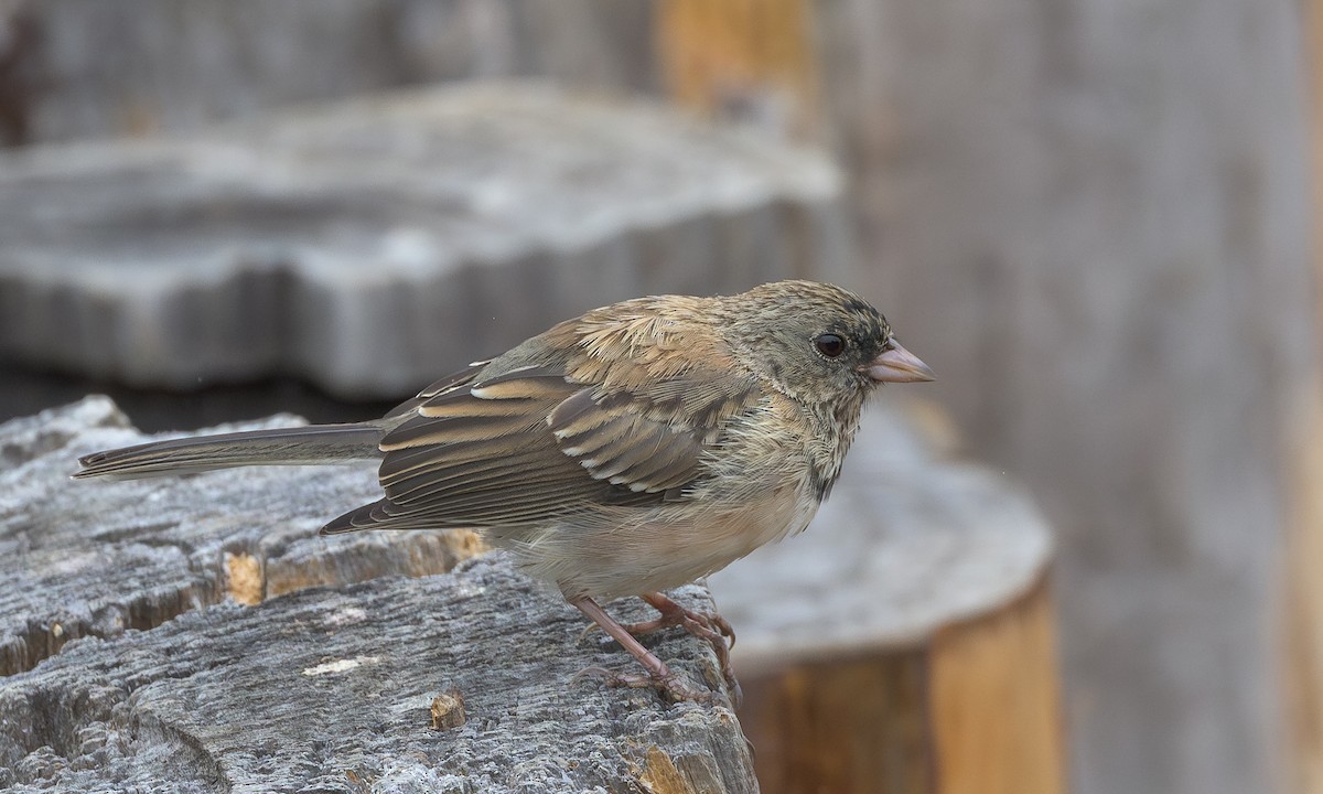 Dark-eyed Junco (Oregon) - ML622057240