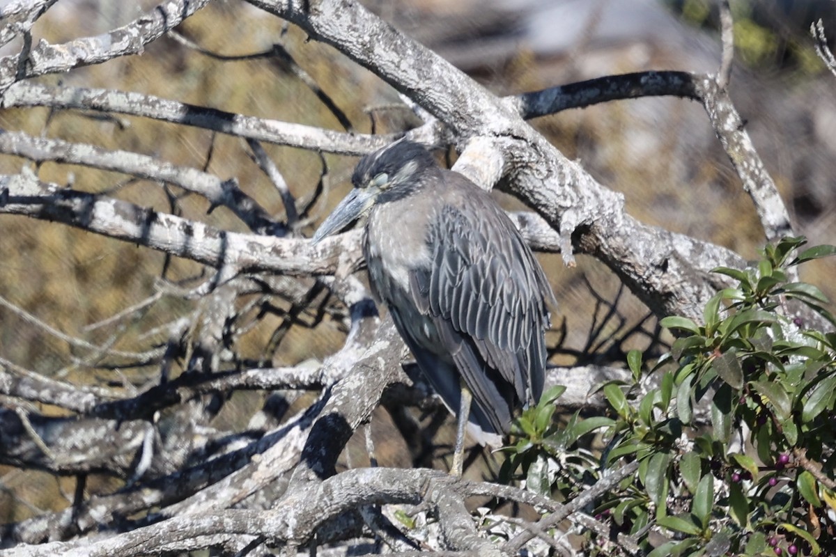 Yellow-crowned Night Heron - ML622057241