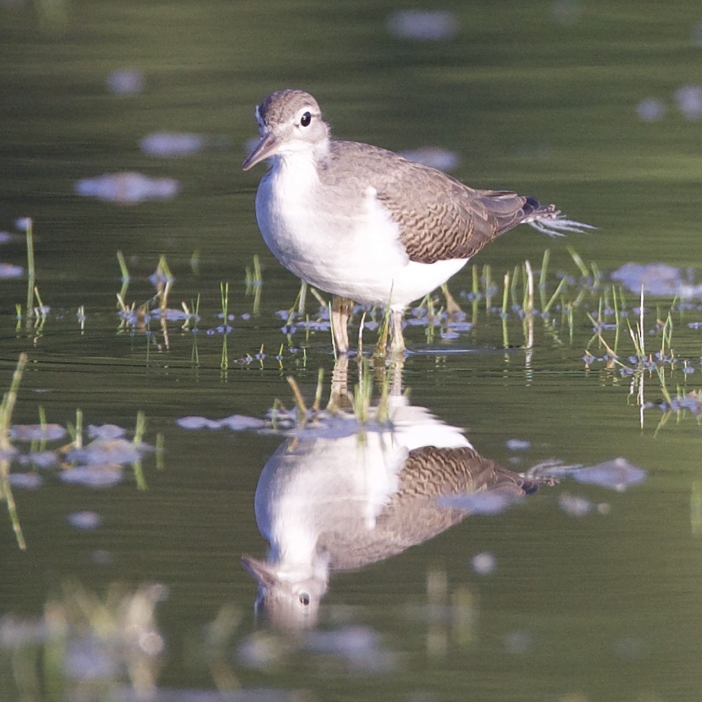 Spotted Sandpiper - ML622057242