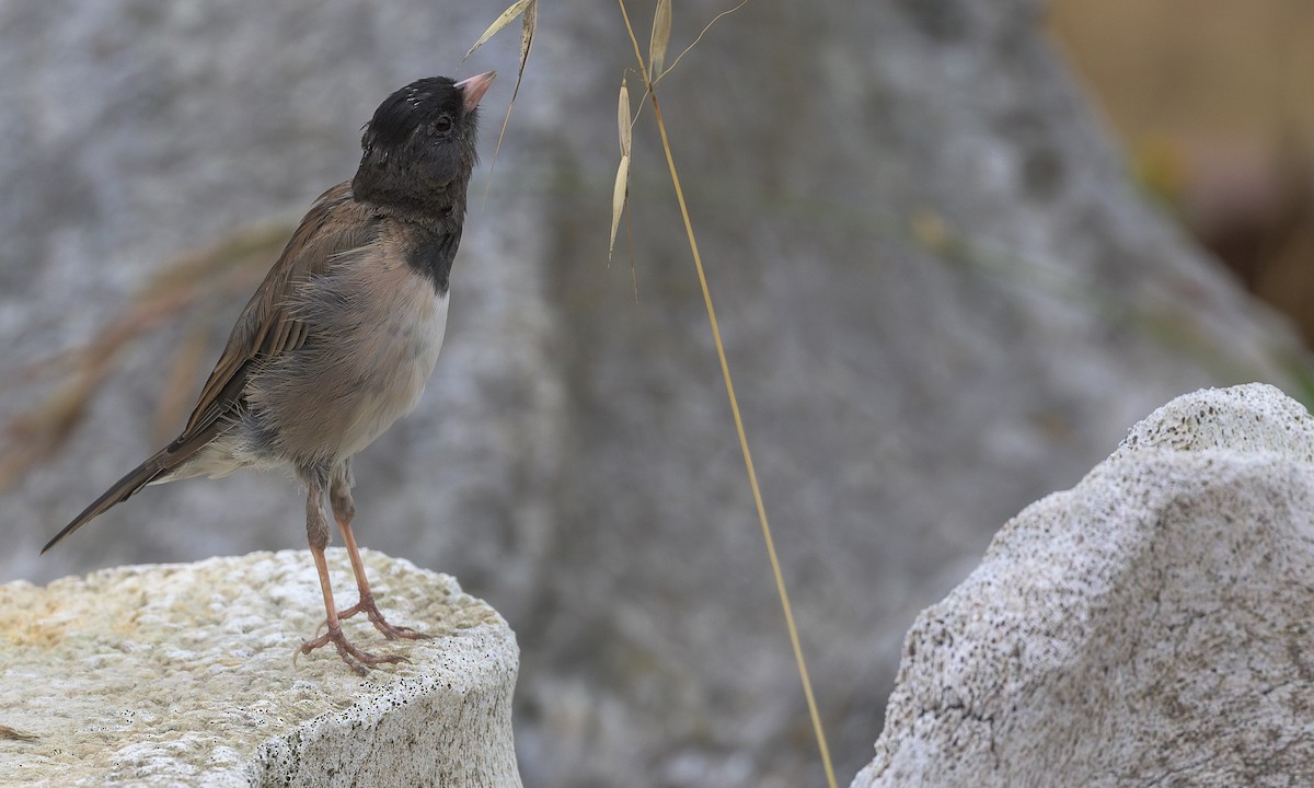 Junco Ojioscuro (grupo oreganus) - ML622057243