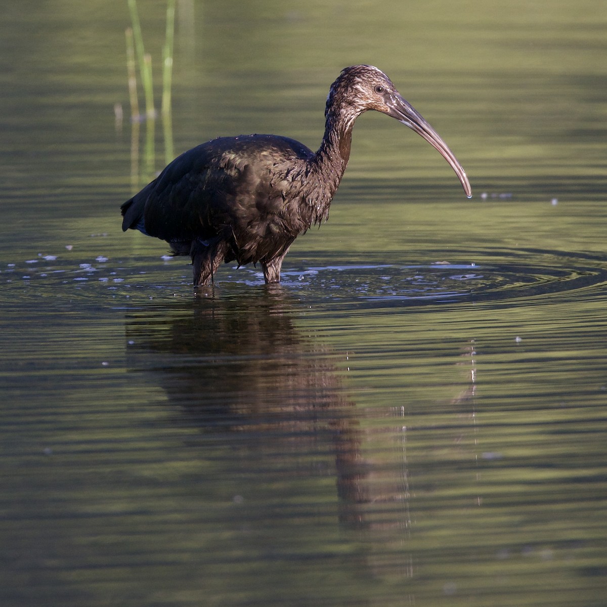 White-faced Ibis - ML622057244