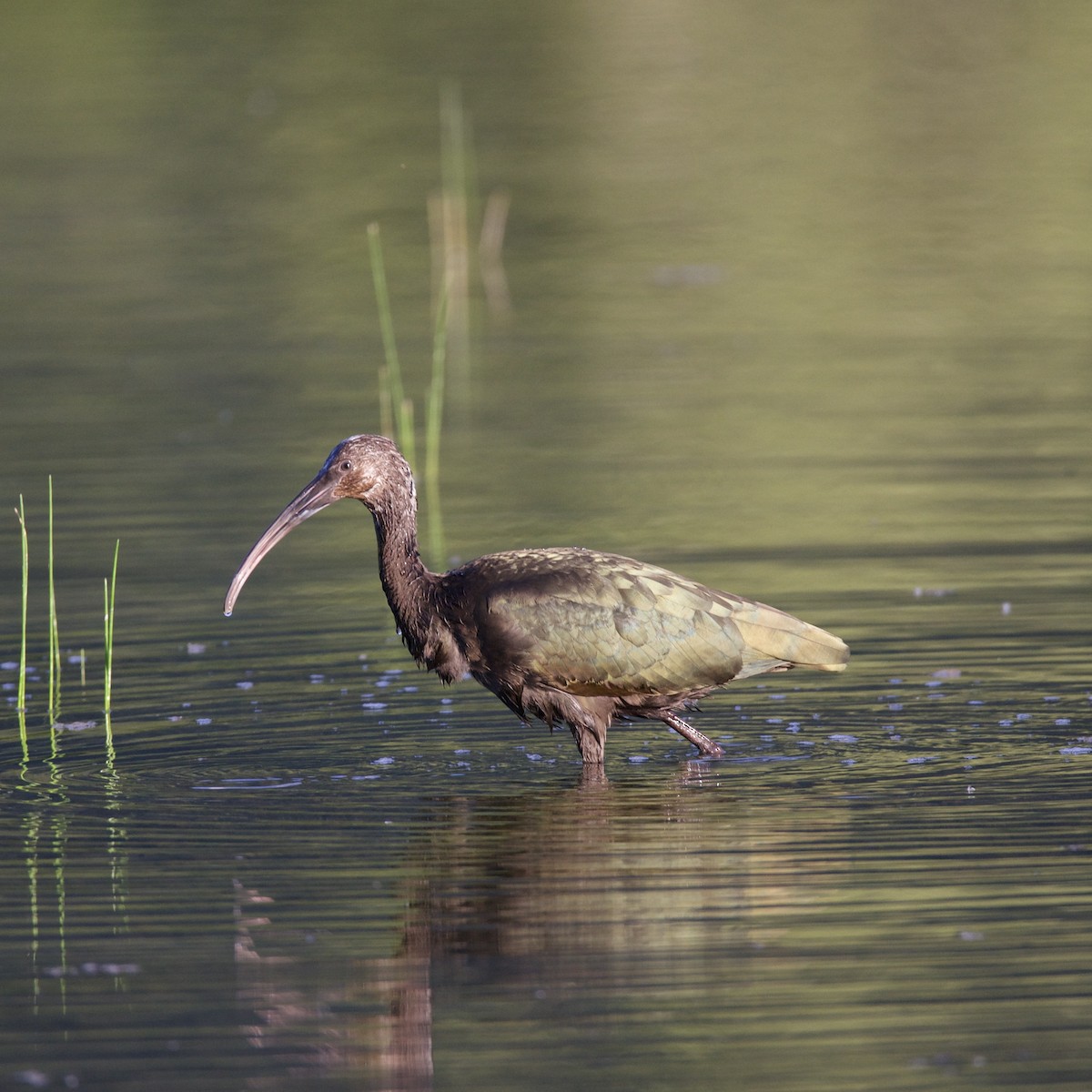 White-faced Ibis - ML622057245